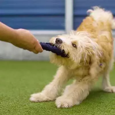 Search dog advice